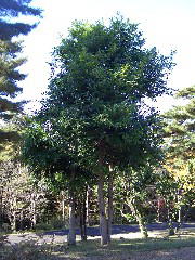 2005/11